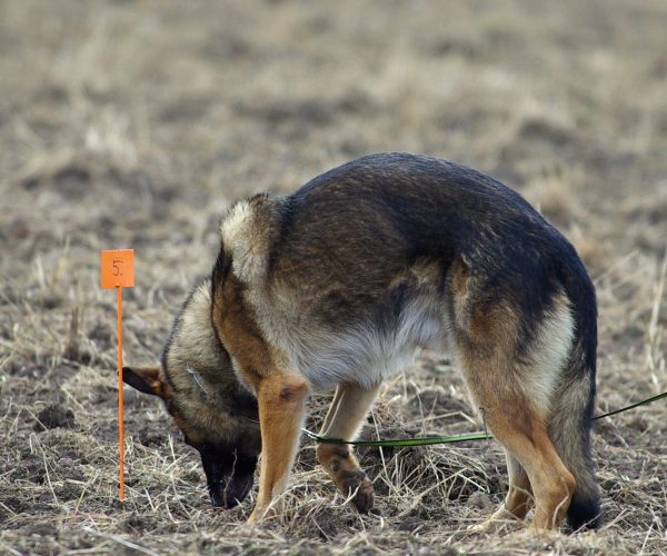 german-shepherd-707044